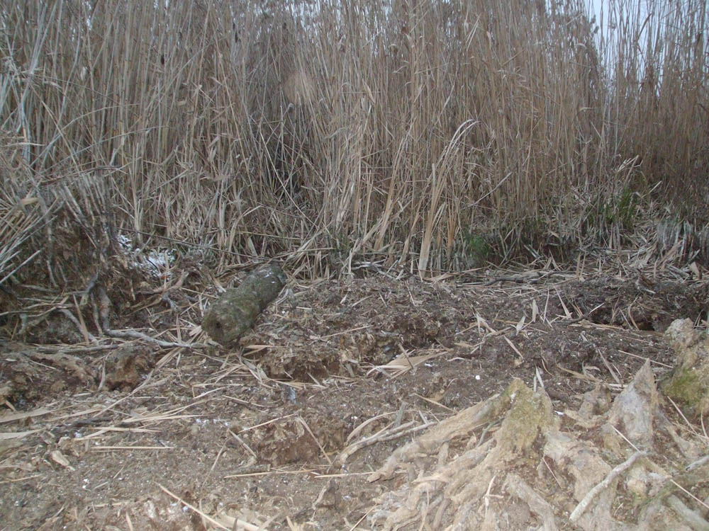 TANCABESTI SECAT - DSCF3475.jpg